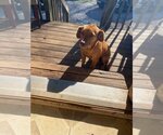 Small Photo #12 Australian Retriever Puppy For Sale in McDonough, GA, USA