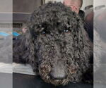 Small #2 Poodle (Standard)