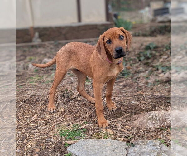 Medium Photo #13 Mutt Puppy For Sale in Vail, AZ, USA