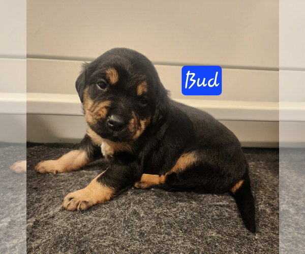 Medium Photo #4 Coonhound Puppy For Sale in Clinton , MI, USA