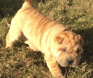 Chinese Shar-Pei Puppy for sale in DES MOINES, IA, USA