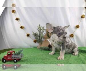 French Bulldog Puppy for sale in WOOSTER, OH, USA