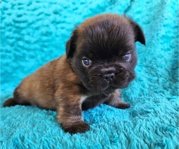 Medium Photo #4 French Bulldog Puppy For Sale in LAS VEGAS, NV, USA