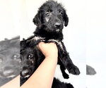Small #1 Labrador Retriever Mix