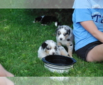 Small Photo #3 Australian Shepherd Puppy For Sale in DEER PARK, WI, USA