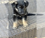 Small Photo #10 German Shepherd Dog Puppy For Sale in RIVERDALE, MD, USA
