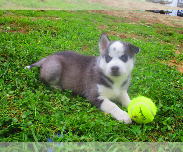 Medium Photo #1 Siberian Husky Puppy For Sale in SHILOH, OH, USA