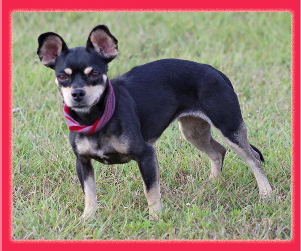 Medium Photo #2 Chihuahua-Unknown Mix Puppy For Sale in Cranston, RI, USA