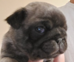 Pug Puppy for sale in GREELEY, CO, USA