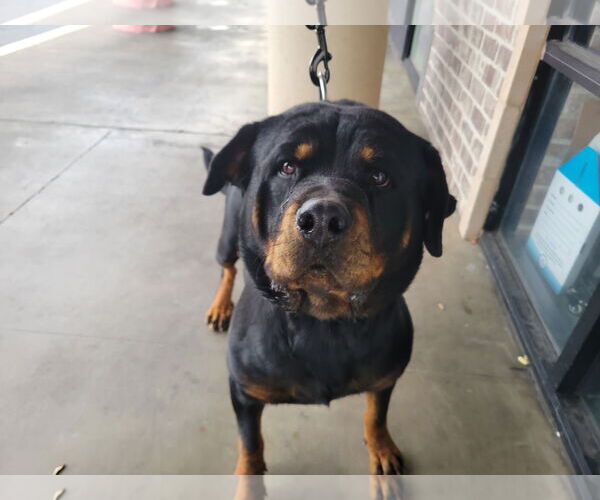 Medium Photo #8 Rottweiler-Unknown Mix Puppy For Sale in Chico, CA, USA