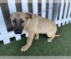 German Shepherd Dog-Unknown Mix Dogs for adoption in Modesto, CA, USA