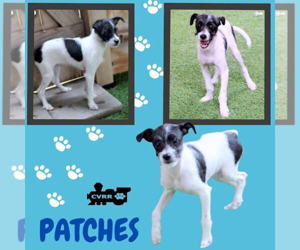 Medium Photo #1 Mutt Puppy For Sale in Lindsay, CA, USA