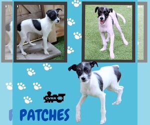 Mutt Dogs for adoption in Lindsay, CA, USA