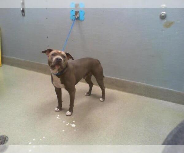 Medium Photo #1 American Pit Bull Terrier-Unknown Mix Puppy For Sale in Las Vegas, NV, USA