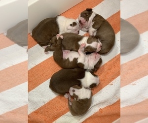 Boston Terrier Litter for sale in TULARE, CA, USA