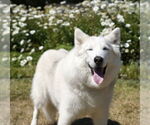 Small #17 German Shepherd Dog-Huskies  Mix