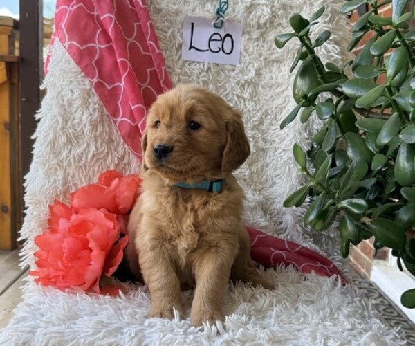 Medium Photo #2 Golden Retriever Puppy For Sale in THORP, WI, USA
