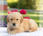 Small #3 Golden Retriever