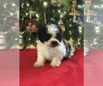 Small Photo #10 Poodle (Miniature)-Zuchon Mix Puppy For Sale in BOWLING GREEN, KY, USA