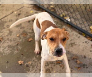 Mutt Dogs for adoption in Tulsa, OK, USA