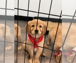 Puppy Puppy 4 Red Golden Retriever