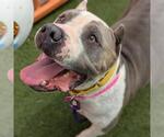 Small #1 American Staffordshire Terrier Mix