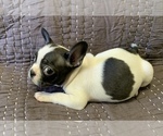 Small Photo #13 French Bulldog Puppy For Sale in MBORO, TN, USA