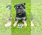 Small Photo #1 German Shepherd Dog Puppy For Sale in SALUDA, SC, USA