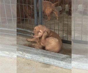 Golden Irish Puppy for sale in CLEVELAND, TN, USA