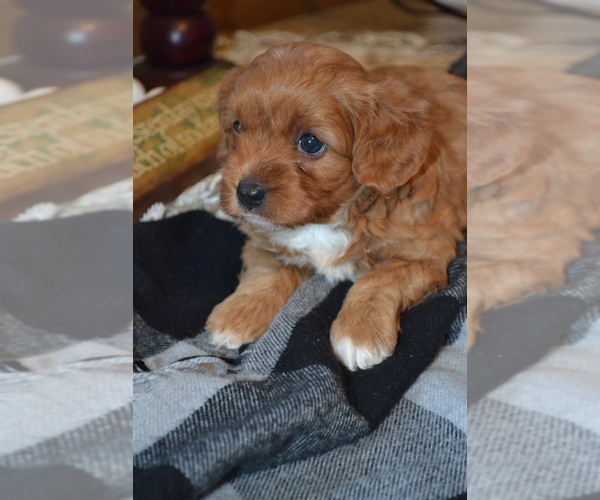 Medium Photo #7 Cavapoo (Miniature) Puppy For Sale in GREENWOOD, WI, USA