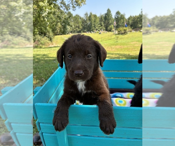 Medium Photo #2 Labradoodle Puppy For Sale in BUTLER, AL, USA