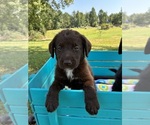 Small #1 Labradoodle