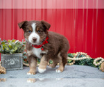 Small #2 Miniature Australian Shepherd