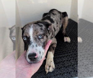 Catahoula Leopard Dog-Unknown Mix Dogs for adoption in Rowlett, TX, USA