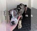 Small Catahoula Leopard Dog Mix