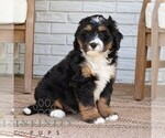 Gizmo - Male Bernedoodle (Miniature) Puppy for Sale - Photo #2