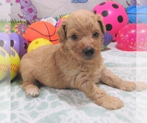 Wapoo Puppy for sale in RATTAN, OK, USA