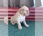 Small #6 English Cream Golden Retriever