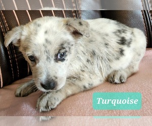 Australian Cattle Dog-Texas Heeler Mix Puppy for sale in RUSSELLVILLE, KY, USA