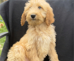 Puppy Henry Goldendoodle