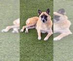 Small German Shepherd Dog