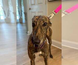 Greyhound Dogs for adoption in Cherry Hill, NJ, USA