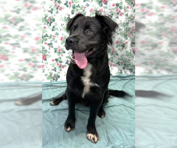 Medium Photo #8 Australian Shepherd-Bulldog Mix Puppy For Sale in Wetumpka, AL, USA