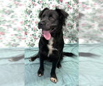 Small #7 Australian Shepherd-Bulldog Mix