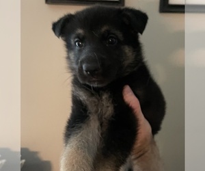 German Shepherd Dog Puppy for sale in COXS CREEK, KY, USA