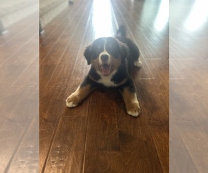 Bernese Mountain Dog Puppy for sale in MCKINNEY, TX, USA
