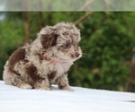 Small #5 ShihPoo