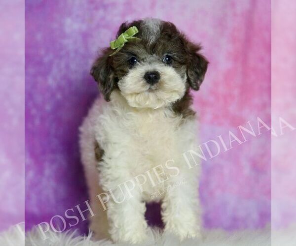 Medium Photo #115 Poodle (Miniature) Puppy For Sale in WARSAW, IN, USA