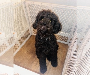 Labradoodle Puppy for sale in VACAVILLE, CA, USA
