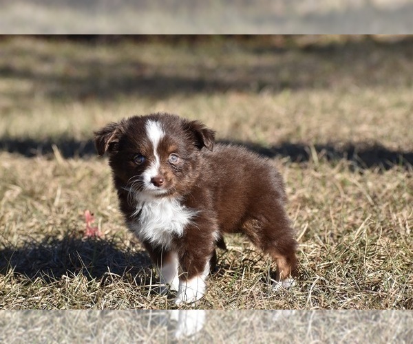 Medium Photo #4 Miniature American Shepherd Puppy For Sale in PALM COAST, FL, USA